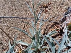 Stephanomeria cichoriacea