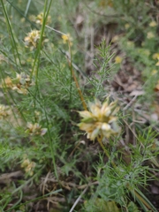 Genista hispanica hispanica