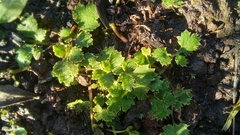 Chamarea gracillima