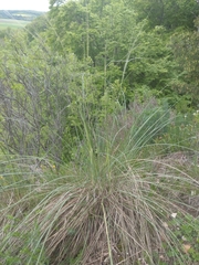 Stipa bavarica