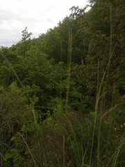 Stipa bavarica