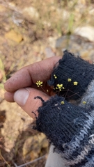 Chamarea gracillima