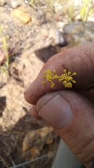 Chamarea gracillima