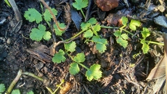 Chamarea gracillima