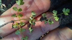 Chamarea gracillima