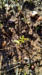 Chamarea gracillima