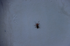 Cantharis soeulensis