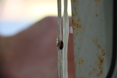 Dermestes vorax