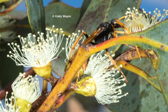 Cryptocheilus australis