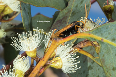 Cryptocheilus australis