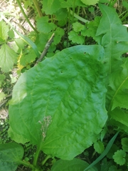 Plantago major