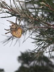 Ordgarius magnificus