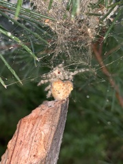 Ordgarius magnificus