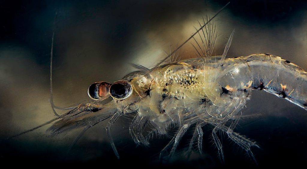 Opossum Shrimps