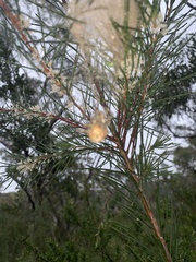 Ordgarius magnificus