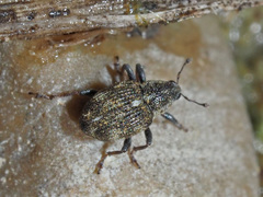 Rhinoncus perpendicularis