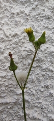 Sonchus oleraceus