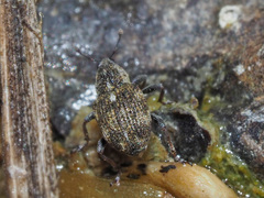 Rhinoncus perpendicularis