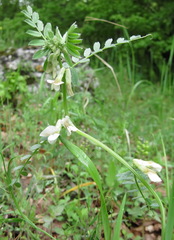 Vicia pannonica