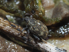 Rhinoncus perpendicularis