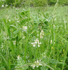 Vicia pannonica