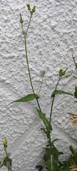 Sonchus oleraceus