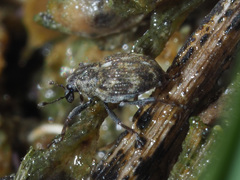 Rhinoncus perpendicularis