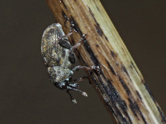 Rhinoncus perpendicularis