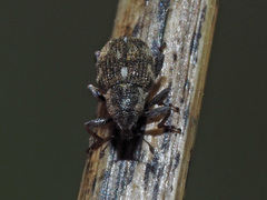 Rhinoncus perpendicularis