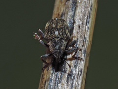 Rhinoncus perpendicularis