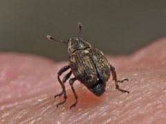 Rhinoncus perpendicularis