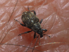 Rhinoncus perpendicularis