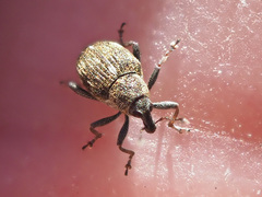 Rhinoncus perpendicularis