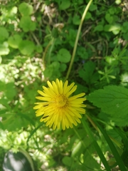 Taraxacum officinale