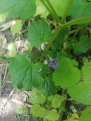 Glechoma hederacea