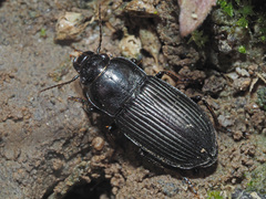 Anisodactylus signatus