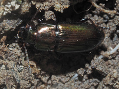 Harpalus distinguendus