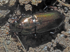Harpalus distinguendus