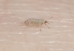 Acizzia acaciaebaileyanae