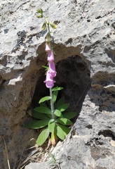 Digitalis minor