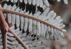 Acizzia acaciaebaileyanae