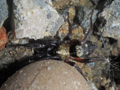 Callilepis nocturna