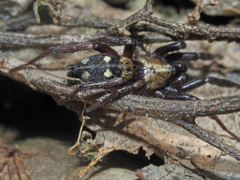 Callilepis nocturna
