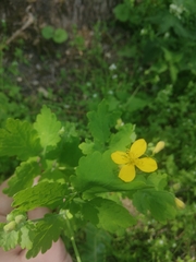 Chelidonium majus