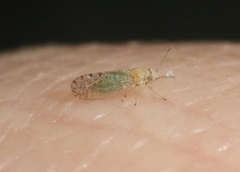 Acizzia acaciaebaileyanae