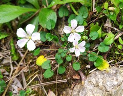 Erodium reichardii