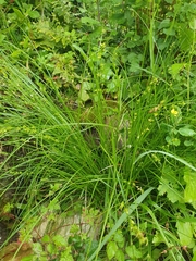 Carex divulsa divulsa