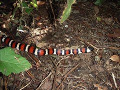 Lampropeltis multifasciata