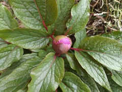 Paeonia cambessedesii