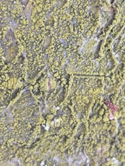 Candelariella xanthostigma